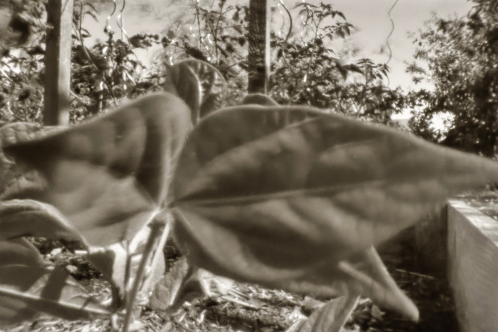 sample image from lerouge 135mk2 analog pinhole camera