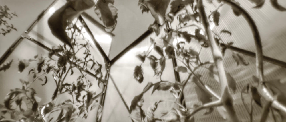 sample image from lerouge 135Lmk2 analog pinhole camera