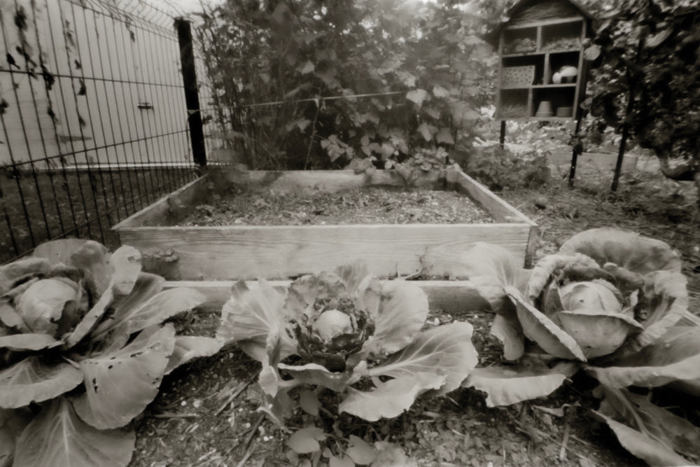 sample image from lerouge 612mk2 Multi format analog pinhole camera