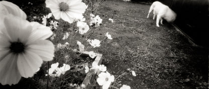 sample image from lerouge 135Lmk2 analog pinhole camera